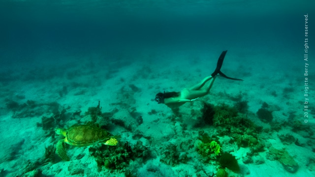 Freediving Virgin Islands