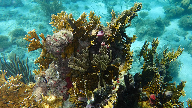 Haulover North Side, St. John Snorkeling