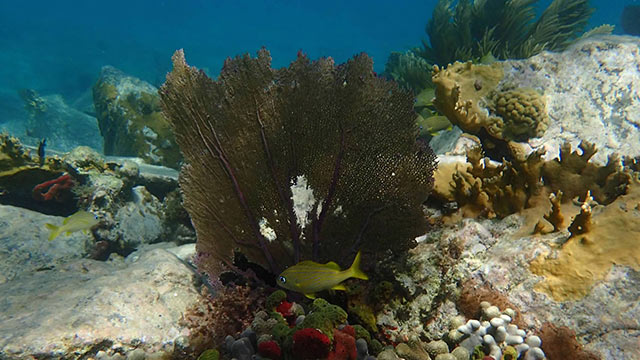 Haulover South Side, St. John Snorkeling