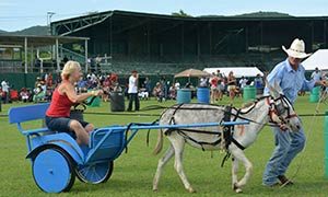 Donkey Cart