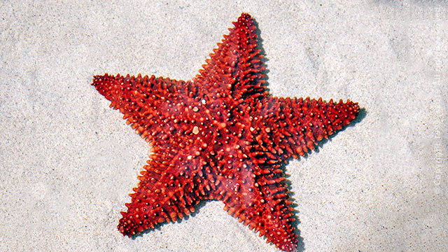 Virgin Islands Starfish on the beach