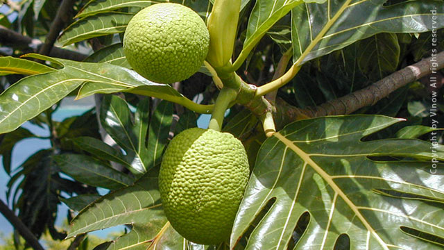 Breadfruit