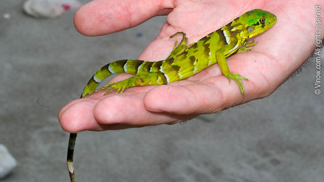 Iguana in the Virgin Islands