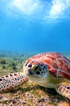 Green Sea Turtle Virgin Islands National Park