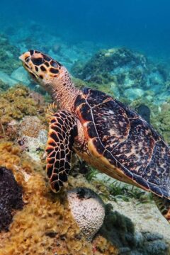 Hawks Bill Turtle Virgin Islands National Park